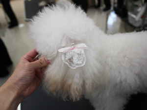 手作りリボンをモデル犬に☆